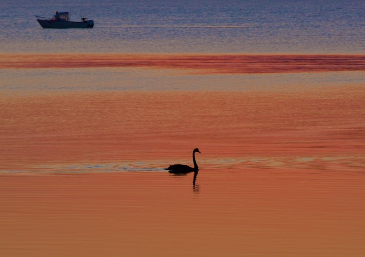 Swan, boat, sunset IMG_0231