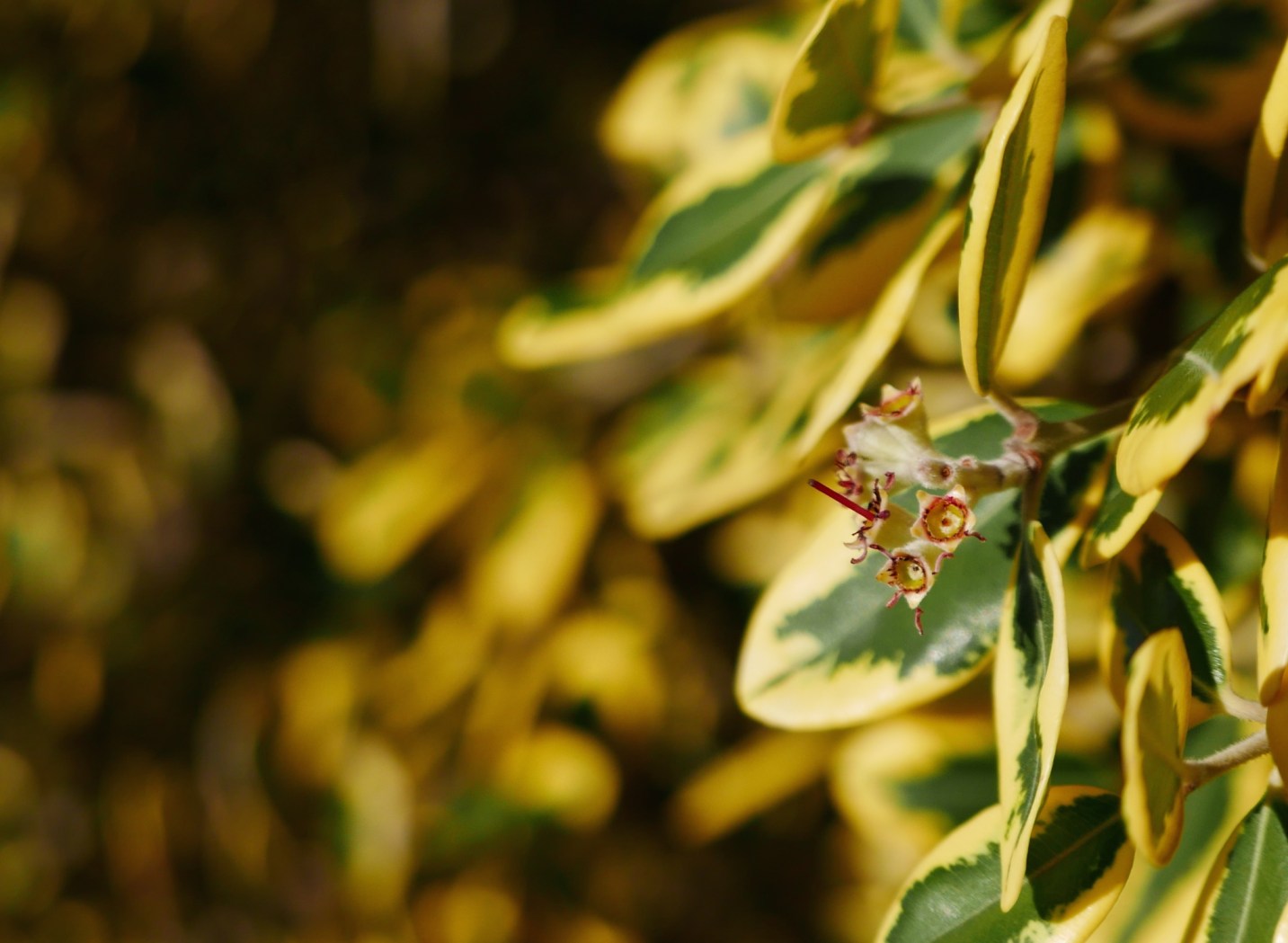 Macro isn't a really strong point of the D-Lux, but it's not bad, either. The control over the Aperture and the fast lens makes for nice bokeh and shallow depth of field.