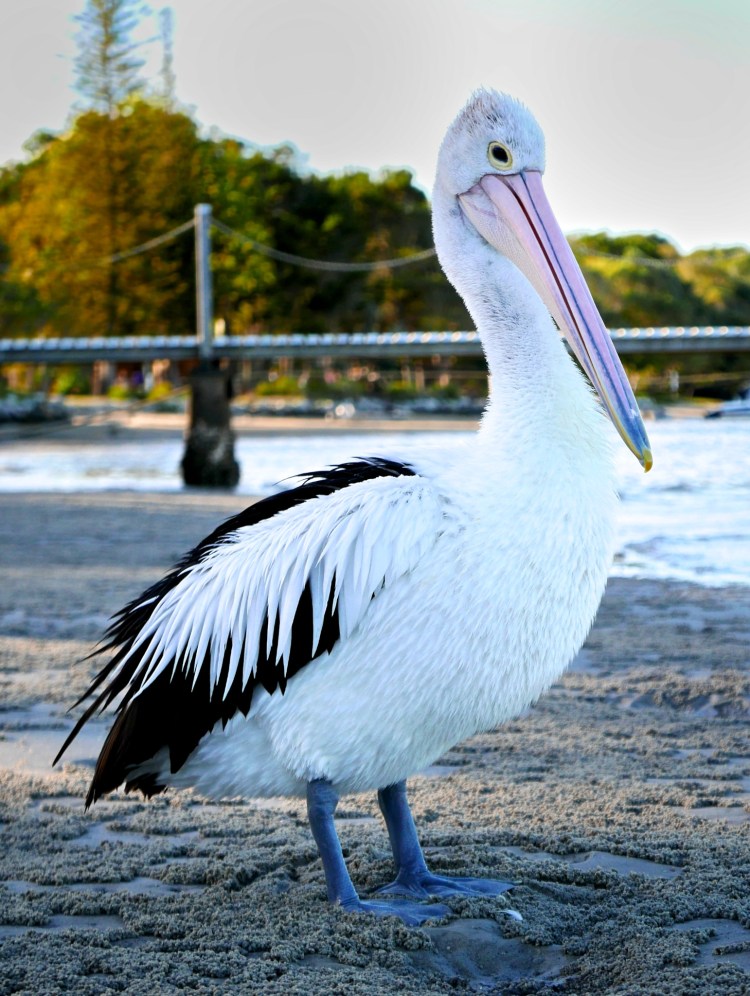 The pelicans around Yamba  aren't worried by people wielding cameras - at least not too much, otherwise I would never have made this image, which was shot from just a few metres away. This image is a tweaked JPEG - if Aperture supported the RAW files, I would have used that, but this looks OK.